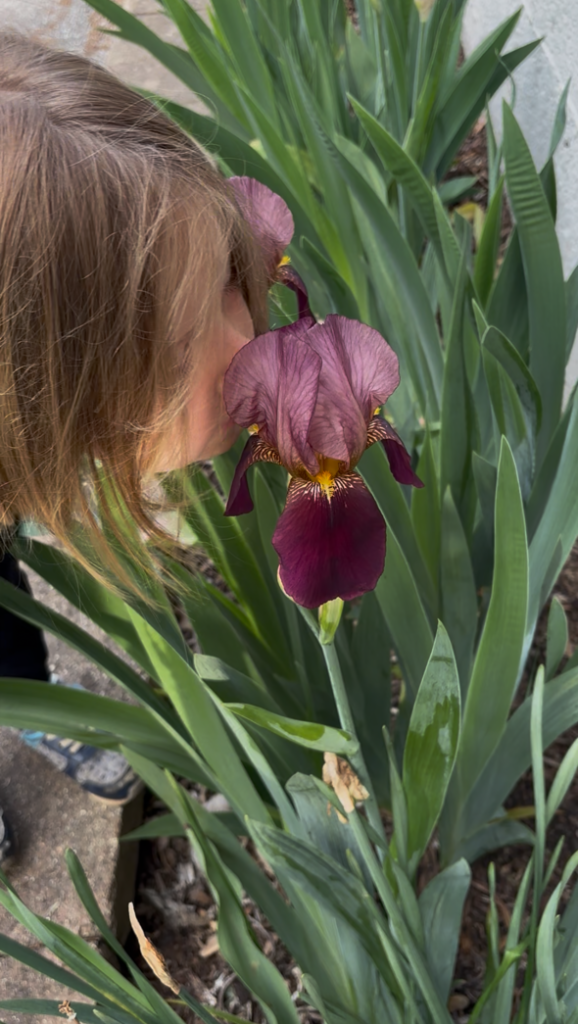 Daughter Smelling the Iris