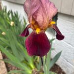 Purple Iris Blooming Alongside House