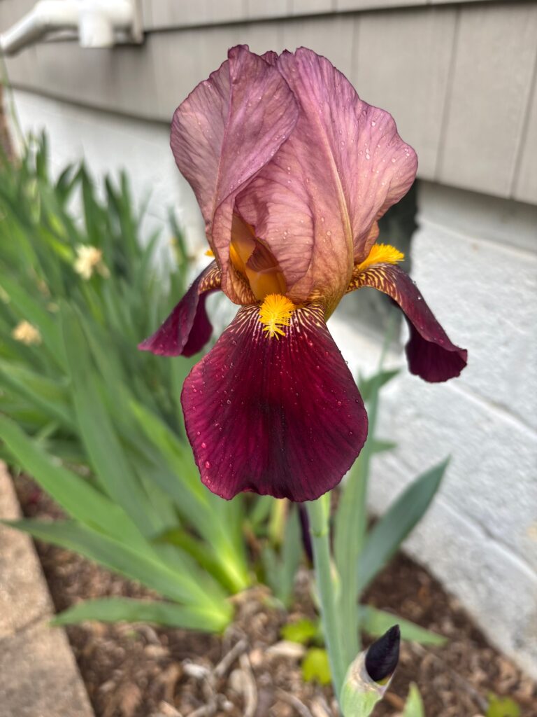 Purple Iris Blooming Alongside House